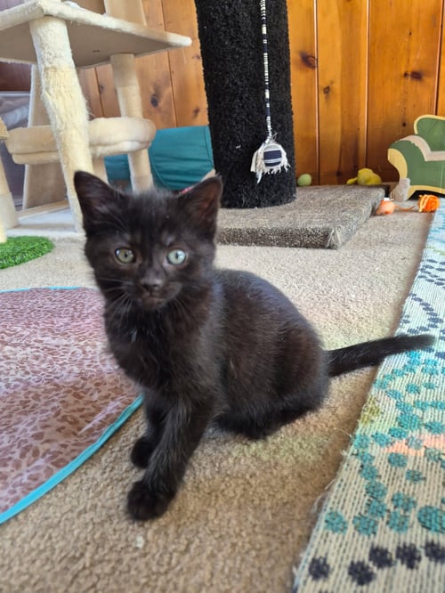 C310 LITTER BRIDGET - Domestic Short Hair available for adoption