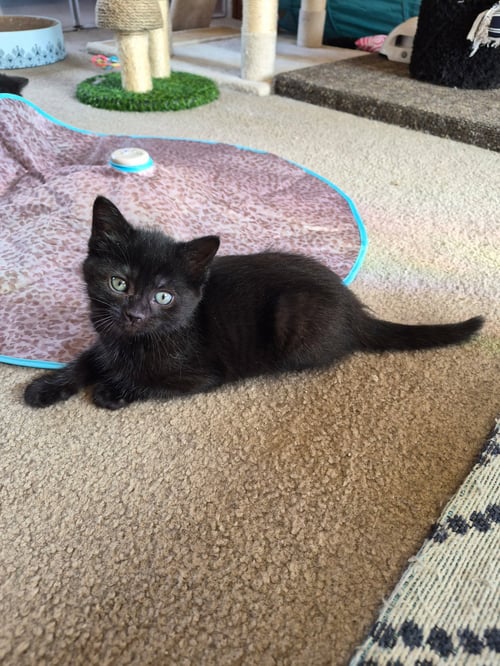 C310 LITTER BRIDGET - Domestic Short Hair available for adoption