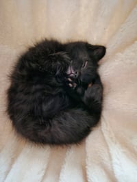 C310 litter Bridget - Photo 3