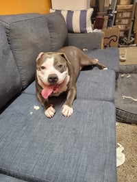 Penny - Photo 3