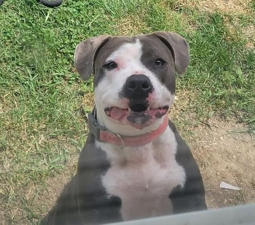 PENNY - American Pit Bull Terrier available for adoption
