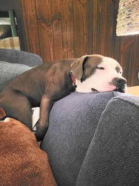 Penny - Photo 7