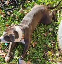Penny - Photo 8