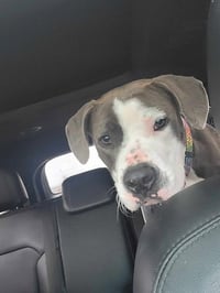 Penny - Photo 6