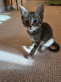 C318 litter Lucy - Photo 4