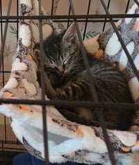 C318 litter Lucy - Photo 5