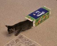 C318 litter Lucy (Adopted) - Photo 6