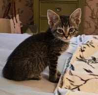 C318 litter Lucy (Adopted) - Photo 7