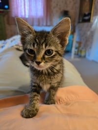C318 litter Lucy (Adopted) - Photo 8