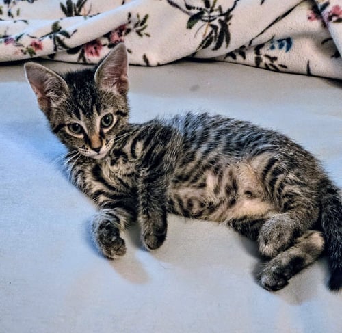 C318 LITTER LUCY (ADOPTED) - Domestic Short Hair / Tabby available for adoption