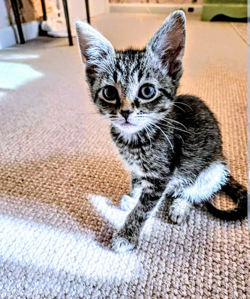 C318 LITTER LUCY (ADOPTED) - Domestic Short Hair / Tabby available for adoption