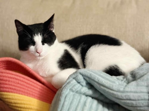 OR2 GROUP HARLEY [LITTER 2] - Domestic Short Hair available for adoption