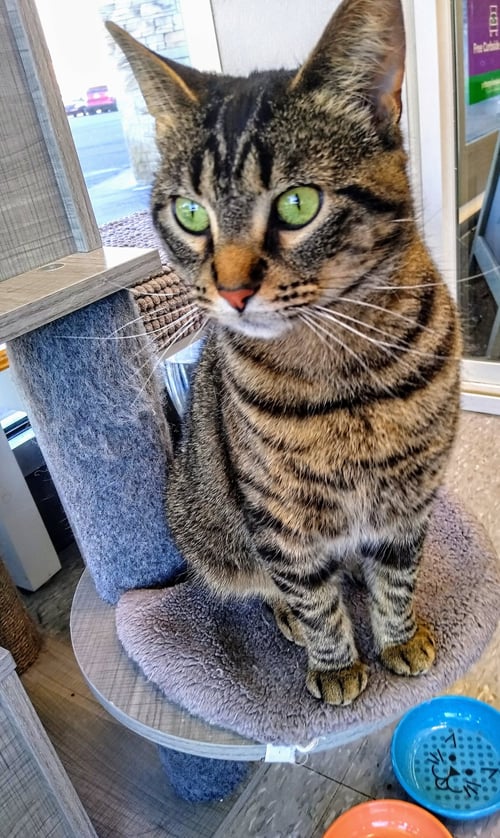 EVE - Domestic Short Hair / Tabby available for adoption