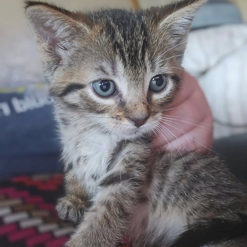 C328 LITTER MEOWJIC - Domestic Short Hair / Tabby available for adoption