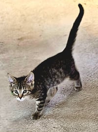 C328 Litter Meowjic - Photo 5