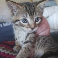 C328 Litter Meowjic - Photo 3