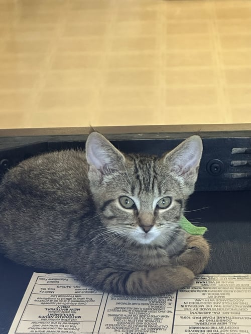 C328 LITTER MEOWJIC - Domestic Short Hair / Tabby available for adoption
