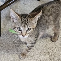 C328 Litter Meowjic - Photo 4