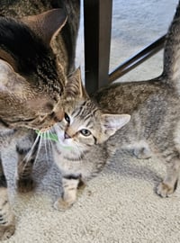 C328 Litter Meowjic - Photo 6