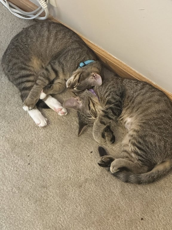 C328 Litter Meowjic [bonded with Jacob] Image