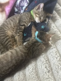 C328 Litter Meowjic - Photo 7