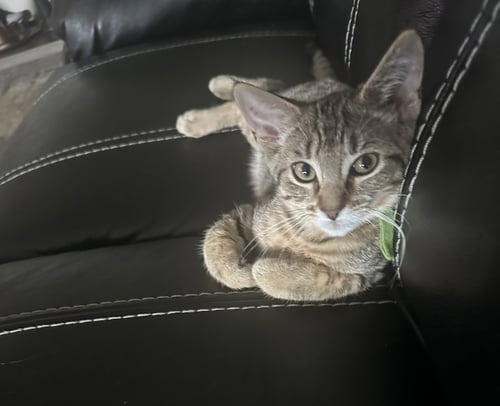 C328 LITTER MEOWJIC - Domestic Short Hair / Tabby for adoption in Ann Arbor