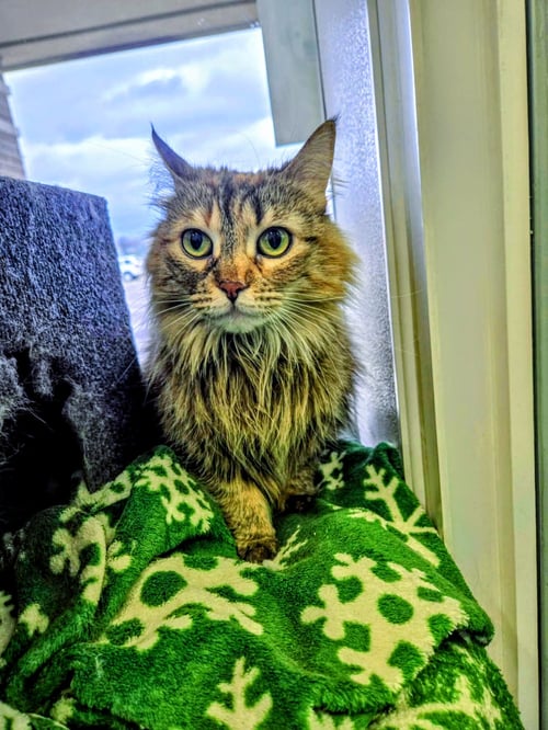 C282 LITTER SAVANNAH, MOM - Domestic Long Hair / Tabby available for adoption