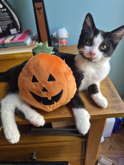 MERCY - Domestic Medium Hair / Tabby available for adoption