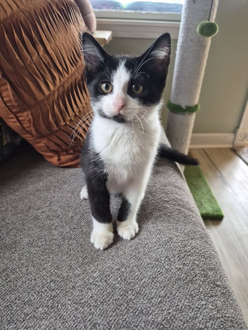 MERCY - Domestic Medium Hair / Tabby available for adoption