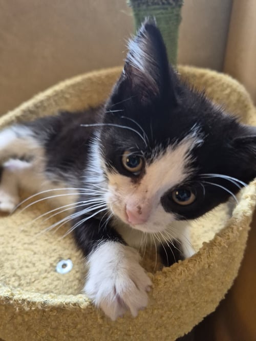 MERCY - Domestic Medium Hair / Tabby available for adoption
