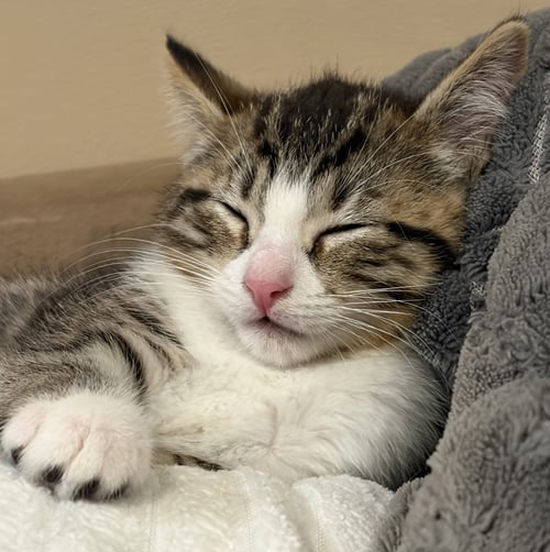 C331 LITTER ROCCA - Domestic Short Hair / Tabby available for adoption