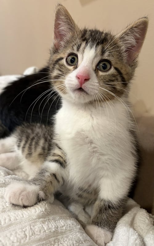 C331 LITTER ROCCA - Domestic Short Hair / Tabby available for adoption