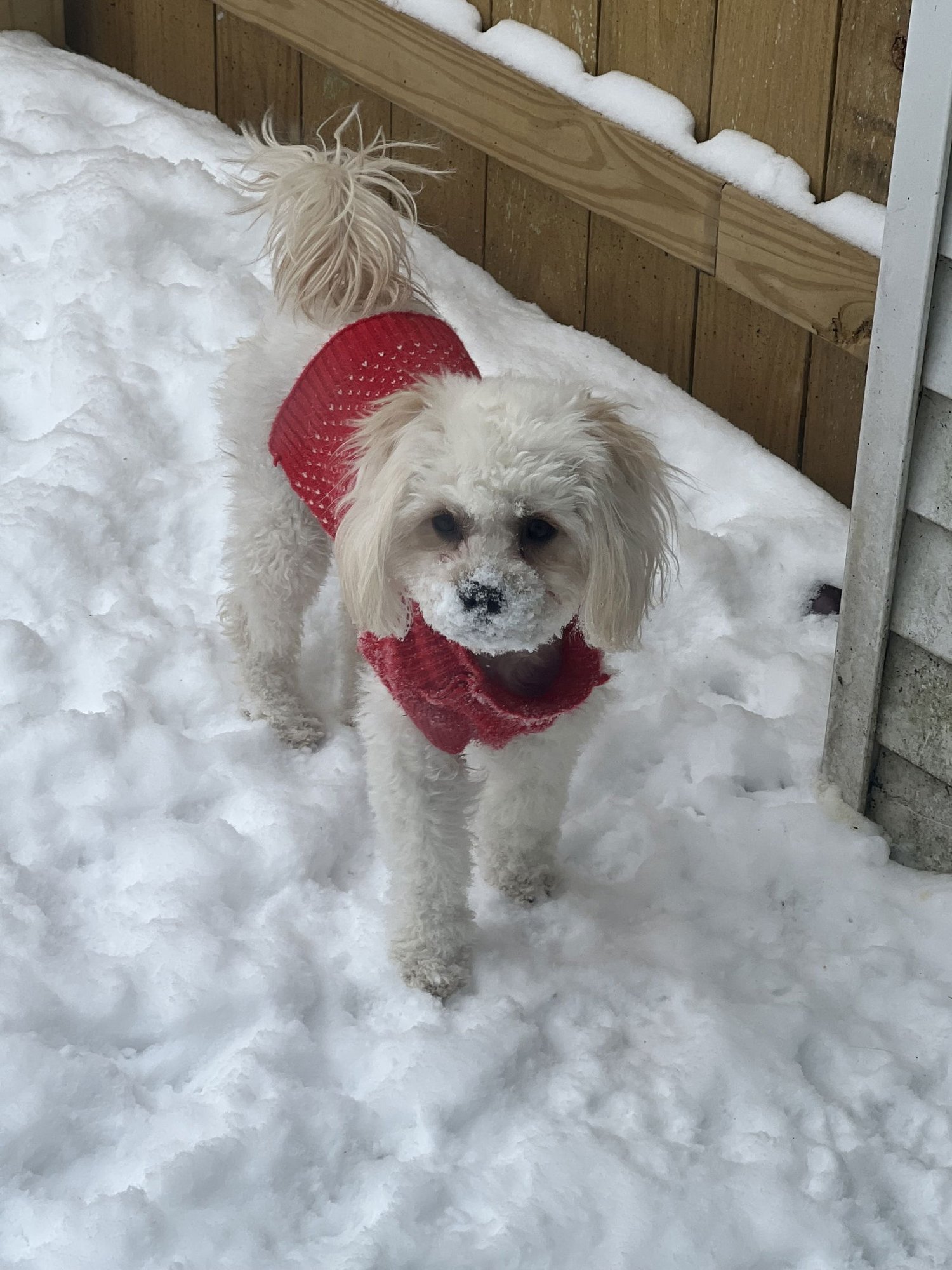 D129 LITTER MISS PETUNIA + TOBY - BONDED PAIR - Bichon Frise available for adoption