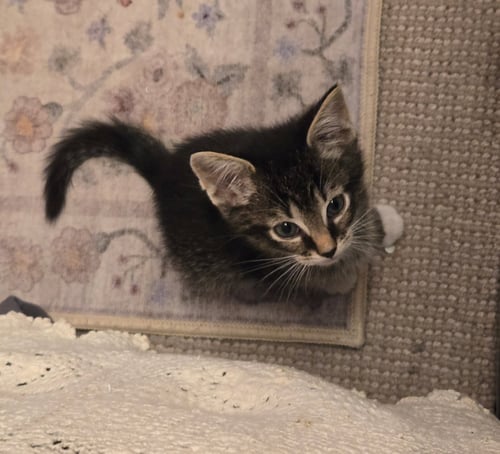 C318 LITTER MARLEY - Domestic Short Hair available for adoption