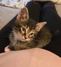 C318 litter Marley - Photo 3