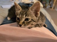 C318 litter Marley (Adopted) - Photo 5