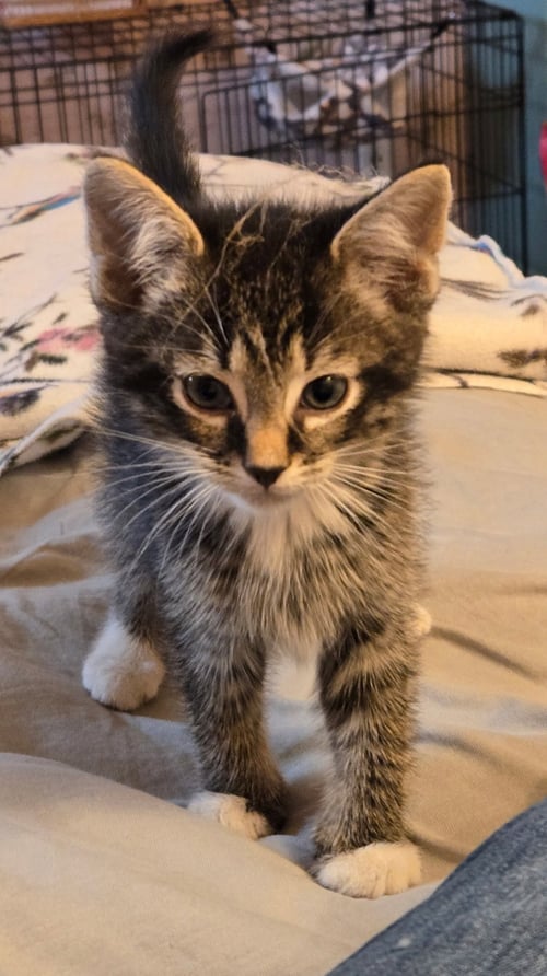 C318 LITTER MARLEY (ADOPTED) - Domestic Short Hair available for adoption