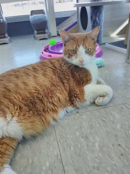 LONNIE AKA ALANI - Domestic Short Hair available for adoption