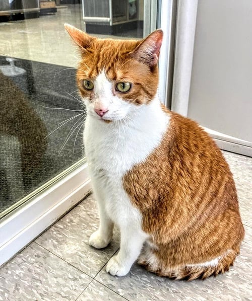 LONNIE AKA ALANI - Domestic Short Hair available for adoption