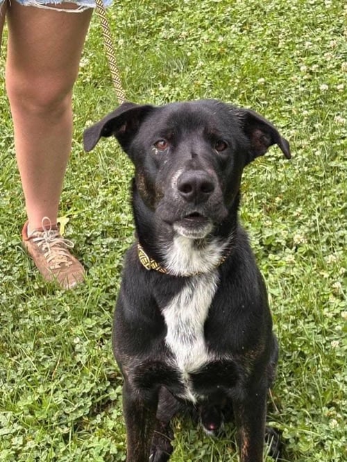 BROOKS - ADOPTION PENDING - Labrador Retriever available for adoption