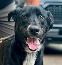 Brooks - Adoption pending - Photo 2