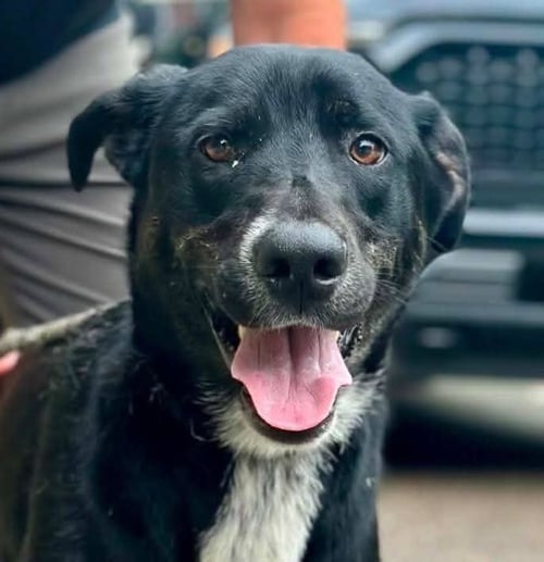 BROOKS - ADOPTION PENDING - Labrador Retriever available for adoption