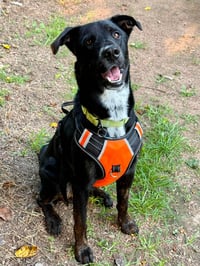 Brooks - Adoption pending - Photo 3