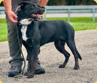 Brooks - Adoption pending - Photo 4