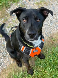 Brooks - Adoption pending - Photo 5