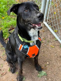 Brooks - Adoption pending - Photo 6