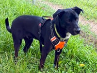 Brooks - Adoption pending - Photo 7