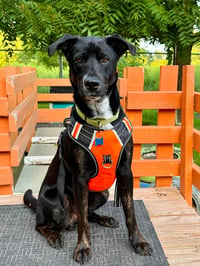 Brooks - Adoption pending - Photo 8