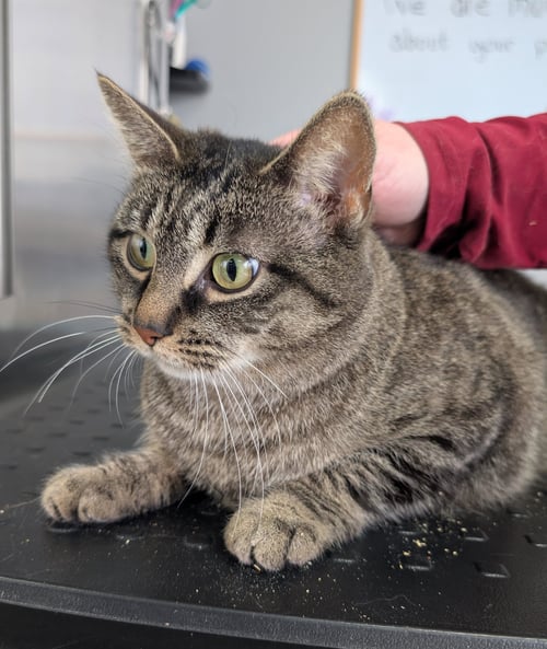 C314 LITTER JACK - Domestic Short Hair / Tabby available for adoption