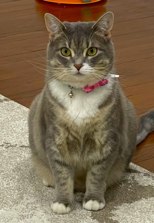 C256 Litter Mia Image